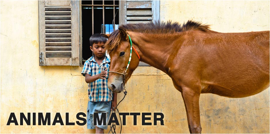 Animals Matter